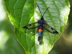 Synanthedon myopaeformis