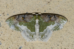 Eucyclodes semialba