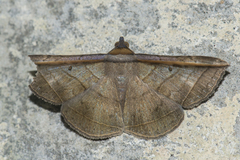 Entomogramma fautrix