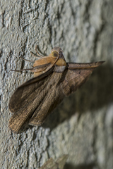 Entomogramma fautrix