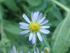 Symphyotrichum greatae