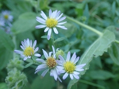 Symphyotrichum greatae