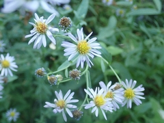 Symphyotrichum greatae