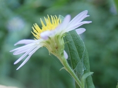 Symphyotrichum greatae