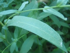 Symphyotrichum greatae