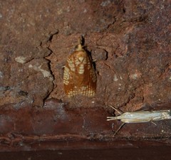 Cenopis ferreana