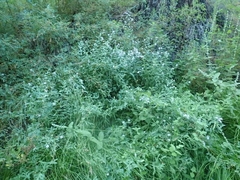 Symphyotrichum greatae