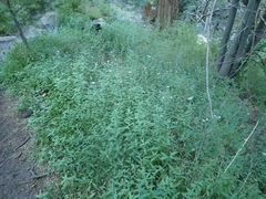 Symphyotrichum greatae