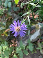 Symphyotrichum retroflexum