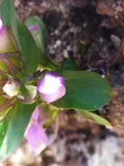 Gentianella ramosa