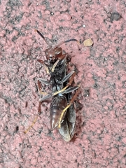 Polistes canadensis