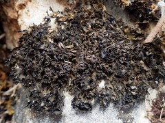 Lathagrium cristatum