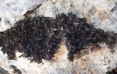 Lathagrium cristatum