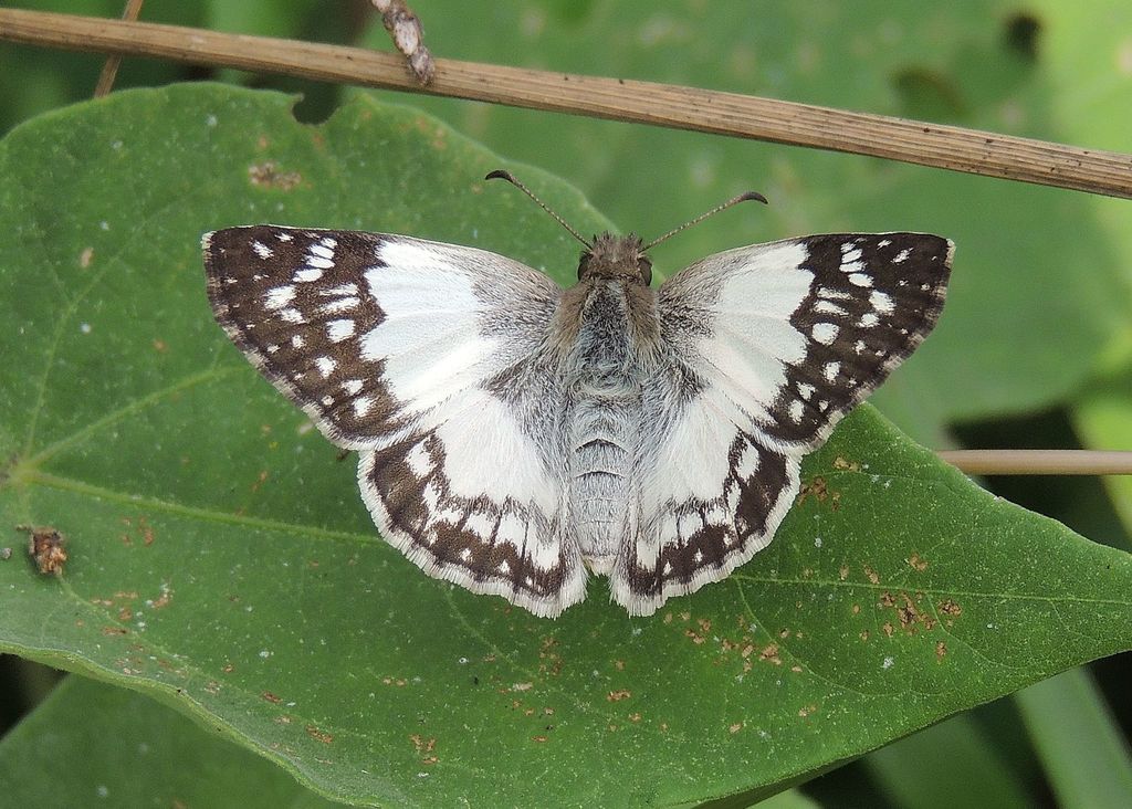 White-Skippers