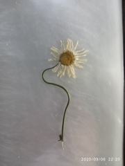 Leucanthemum vulgare