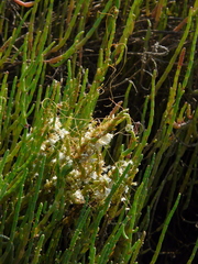 Cuscuta pacifica pacifica