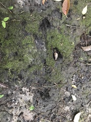 Mazama gouazoubira