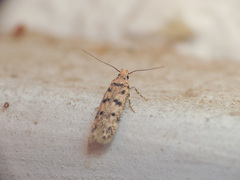 Bryotropha domestica