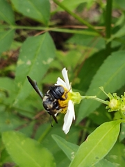 Megachile xylocopoides image