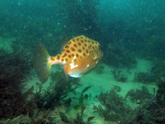 Anoplocapros inermis