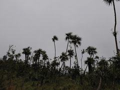 Colpothrinax aphanopetala