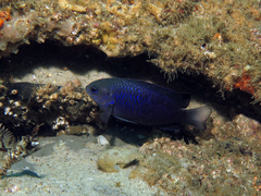 Pomacentrus australis