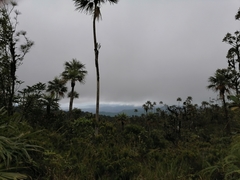 Colpothrinax aphanopetala