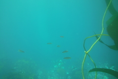 Halichoeres californicus