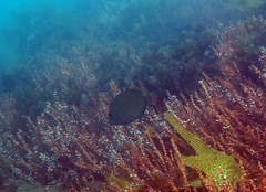 Prionurus microlepidotus