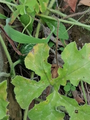 Cucurbita radicans