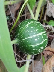 Cucurbita radicans