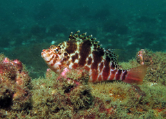 Cirrhitichthys aprinus