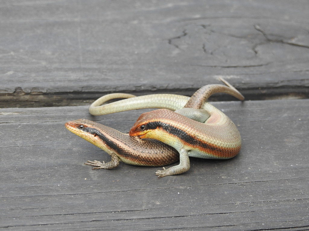 Wahlberg's Striped Skink