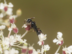 Camponotus piceus