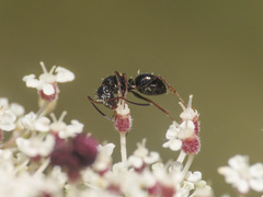 Camponotus piceus