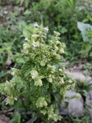 Teucrium viscidum