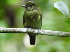Black Manakin photo 4