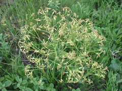 Hesperis tristis
