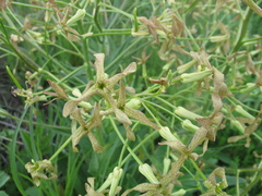 Hesperis tristis