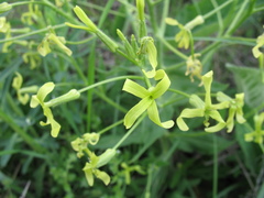 Hesperis tristis