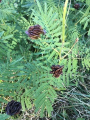 Desmanthus illinoensis