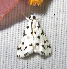 Eustixia pupula