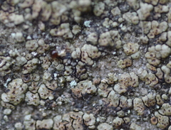 Acarospora americana