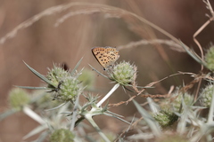 Lycaena bleusei