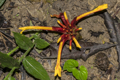 Etlingera