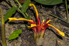 Etlingera