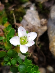 Arenaria biflora