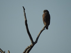 Circaetus cinerascens