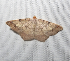 Macaria transitaria