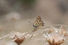 Lycaena bleusei
